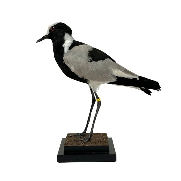 Mounted Blacksmith lapwing