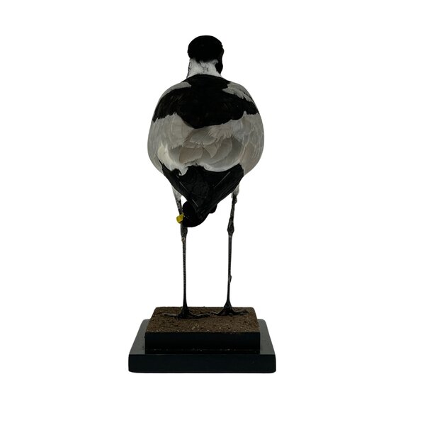 Mounted Blacksmith lapwing