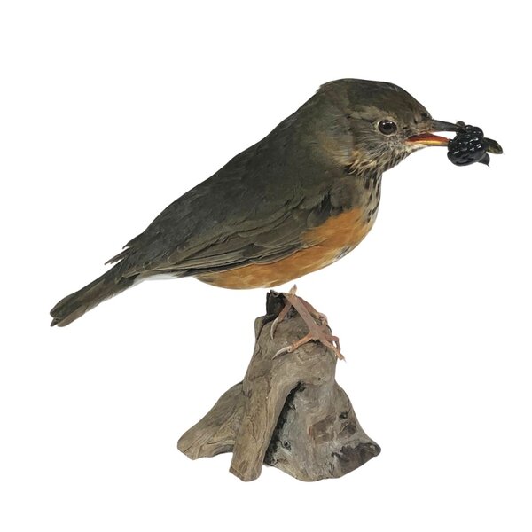 Mounted grey-backed thrush