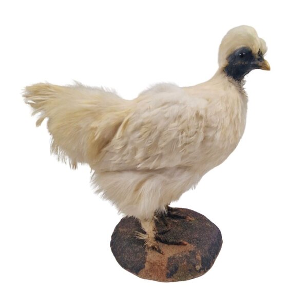 Präparierte Seidenhuhn