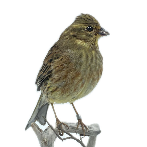 Mounted Yellowhammer