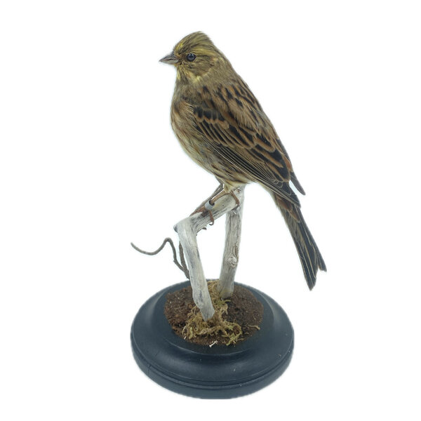 Mounted Yellowhammer