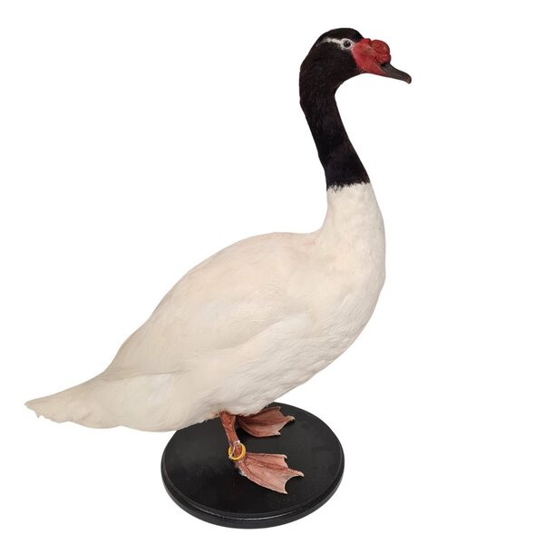 Mounted black-necked swan