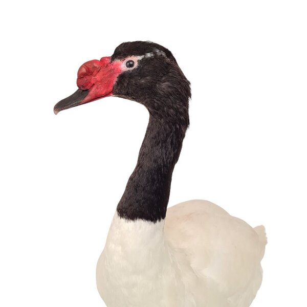 Opgezette zwarthalszwaan