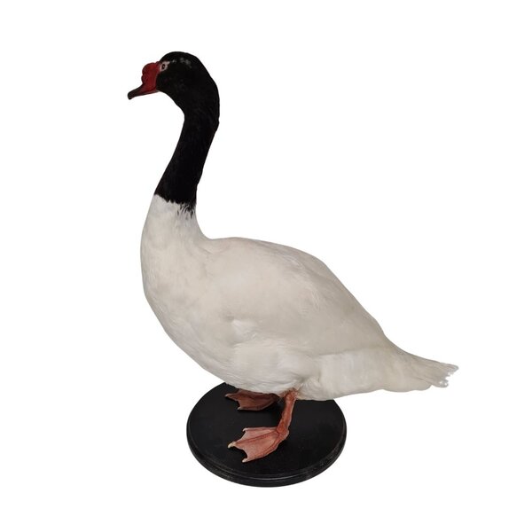 Mounted black-necked swan