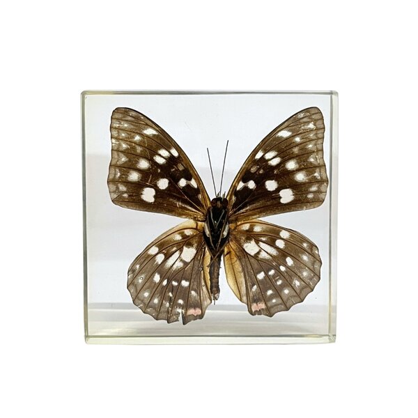 Sasakia Charonda in resin