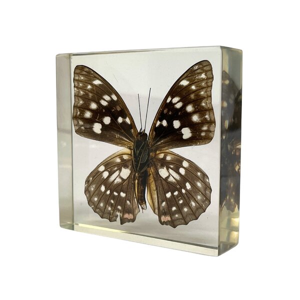 Sasakia Charonda in resin