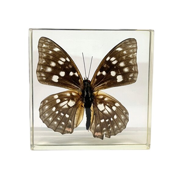 Sasakia Charonda in hars