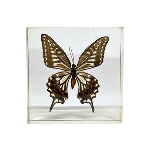 Papilio Xuthus in hars