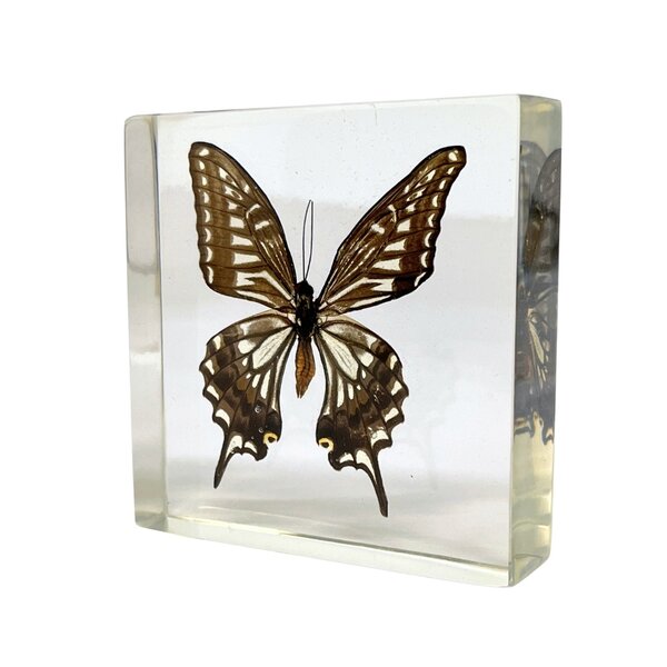 Papilio Xuthus in hars