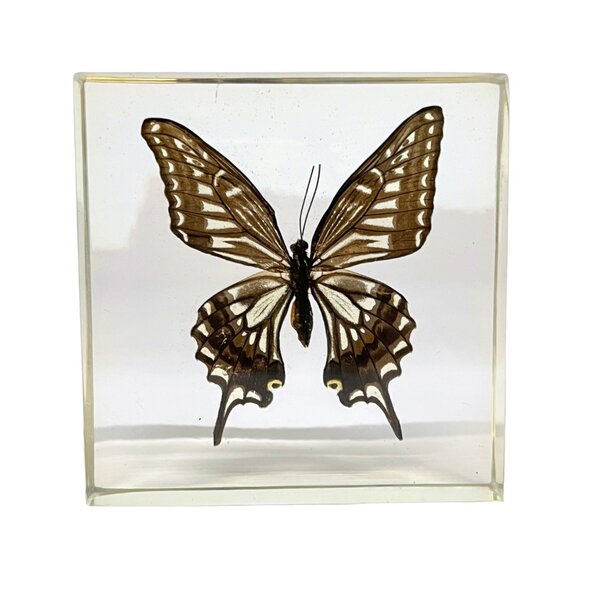 Papilio Xuthus in resin