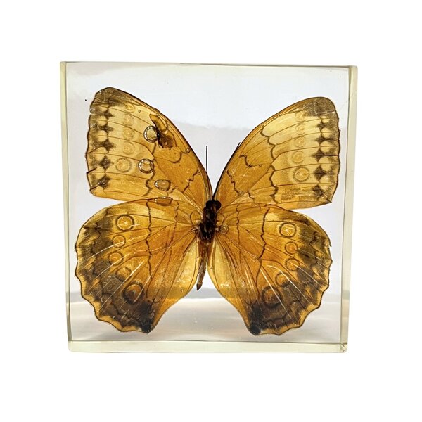 Stichophthalma Louisa Siamensis in Harz