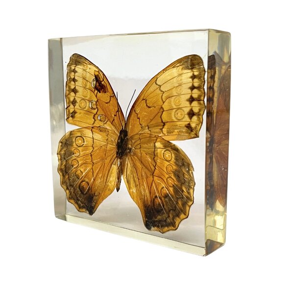 Stichophthalma Louisa Siamensis in hars