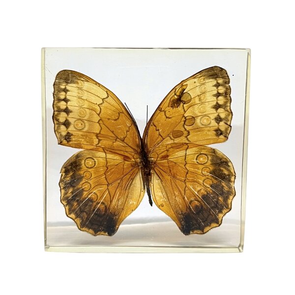 Stichophthalma Louisa Siamensis in resin