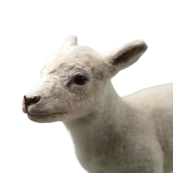 Mounted lamb (E)