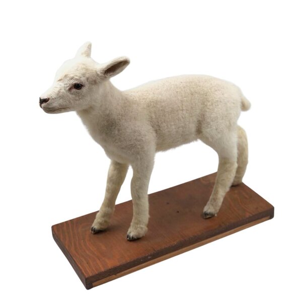 Ausgestopftes Lämmchen (E)