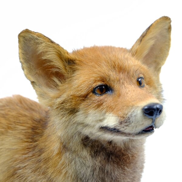 Präparierte Fuchse (Trophäe auf Sockel)