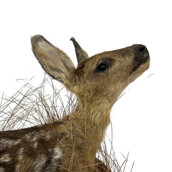 Opgezette reekalf (liggend)