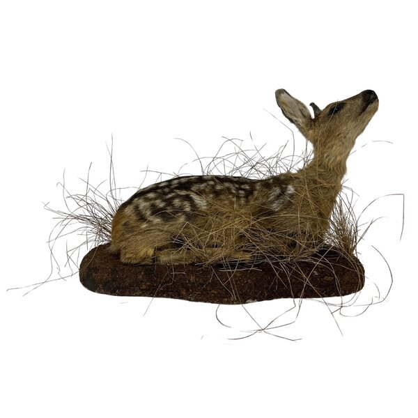 Opgezette reekalf (liggend)