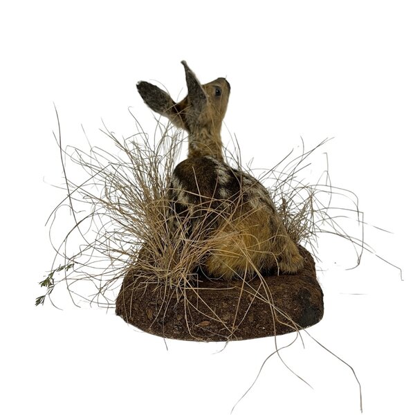 Opgezette reekalf (liggend)