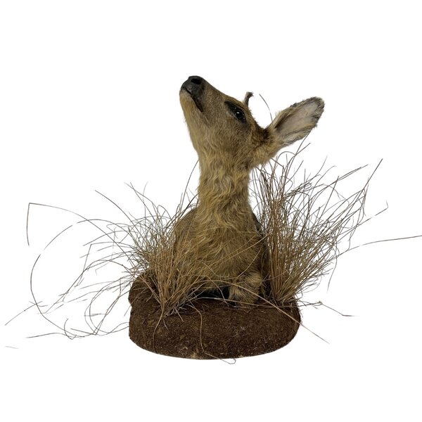 Opgezette reekalf (liggend)