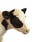 Mounted calf