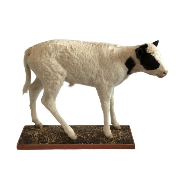 Mounted calf