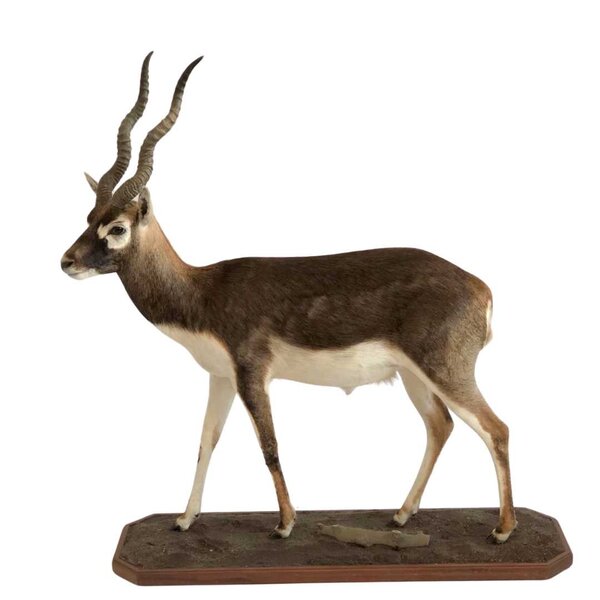 Hirschziegenantilope Präparat