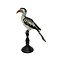 Mounted Northern red-billed hornbill