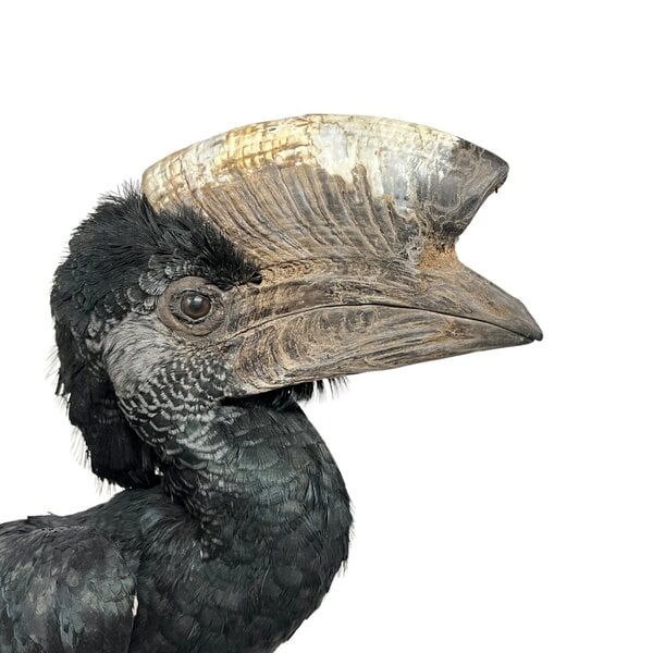 Mounted Greyear hornbill