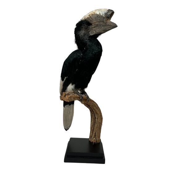 Mounted Greyear hornbill