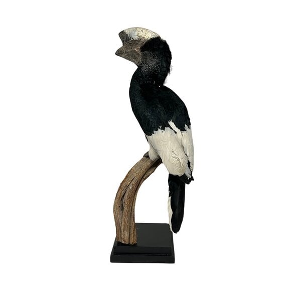 Mounted Greyear hornbill