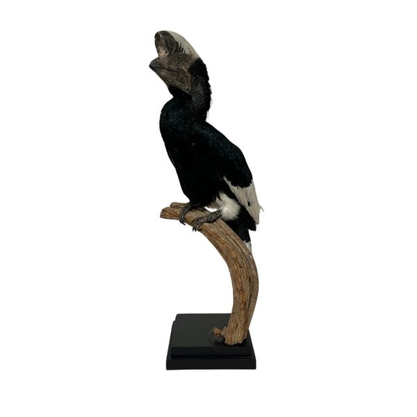 Mounted Greyear hornbill