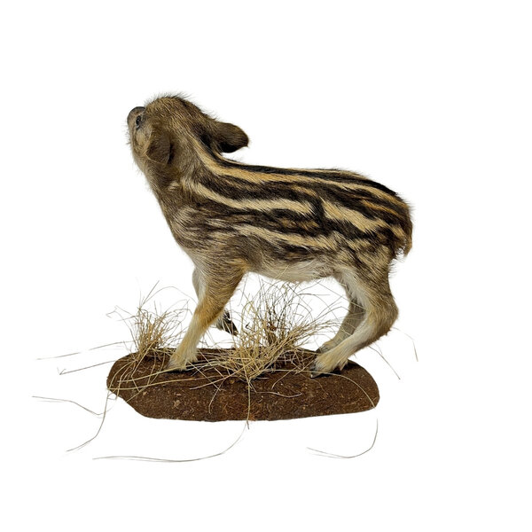 Mounted wild boar piglet (B)