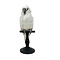 Mounted White cockatoo