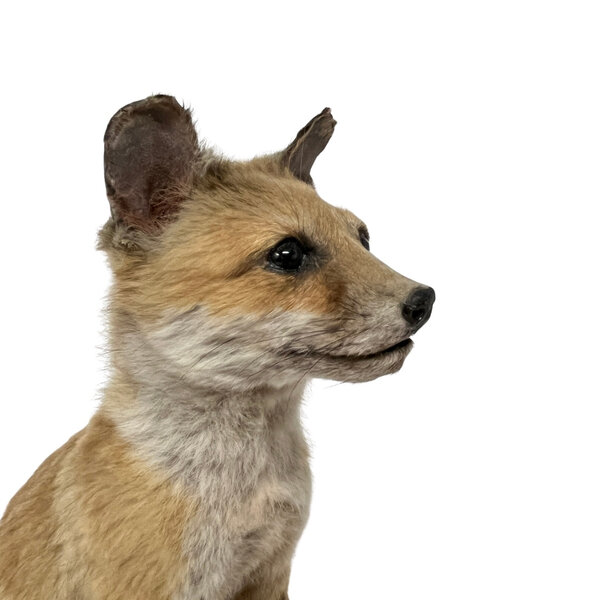 Opgezette Jonge vos (zittend)