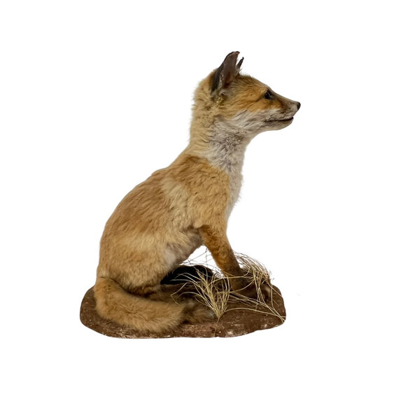 Junge fuchse (Sitzung)