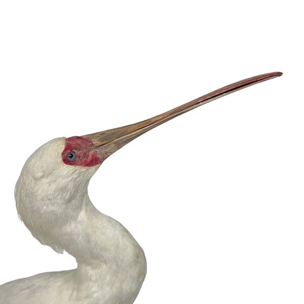 Ausgestopfte Schmalschnabellöffler