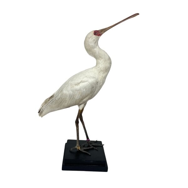 Mounted african spoonbill