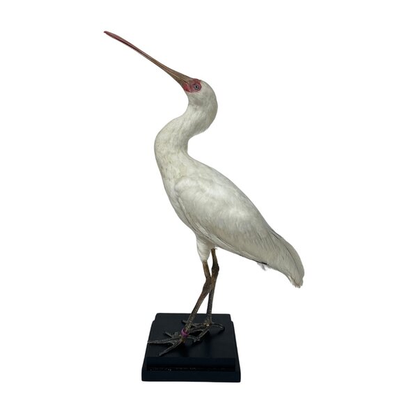 Mounted african spoonbill