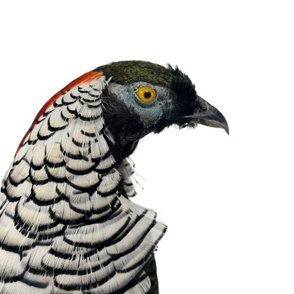 Mounted lady amherst's pheasant