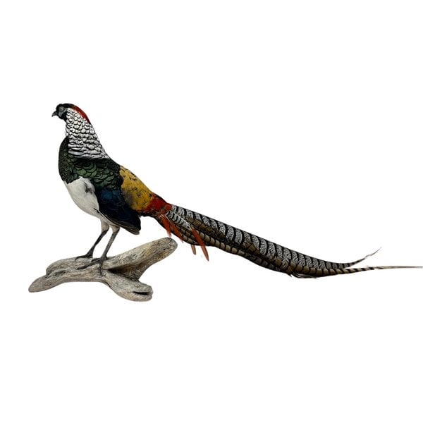 Mounted lady amherst's pheasant