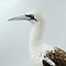 Mounted northern gannet
