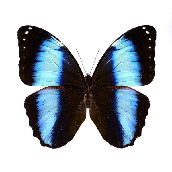 Morpho achilles dried/papered