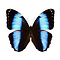Morpho achilles ongeprepareerd