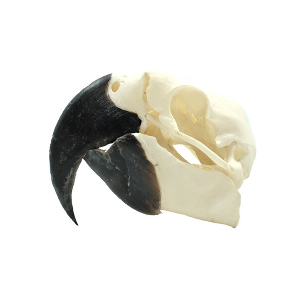 Skull Hyacinth macaw