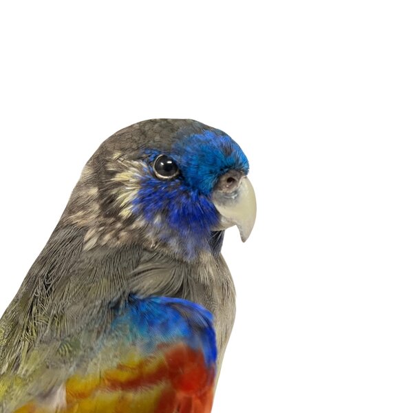 Opgezette Blue bonnetparkiet