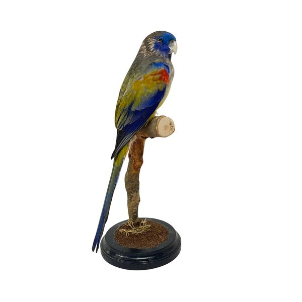Mounted Bluebonnet parakeet
