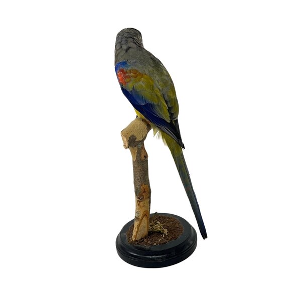 Mounted Bluebonnet parakeet