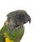 Mounted Senegal parrot (A)